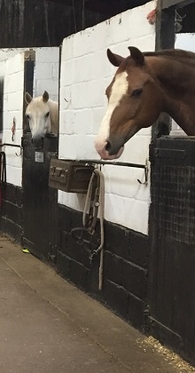 Tidmarsh Stud Livery facilities