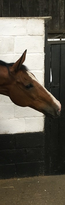 Tidmarsh Stud photo gallery